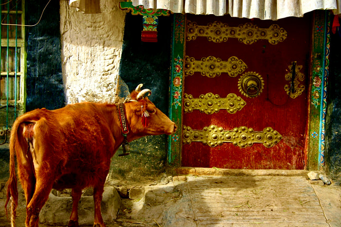Cow outside a house in Tibet, China