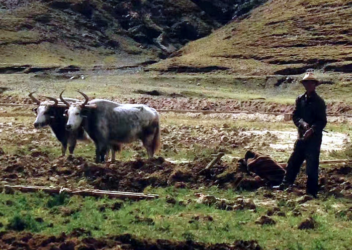 Granjero tibetano en una zona rural del Tibet, China