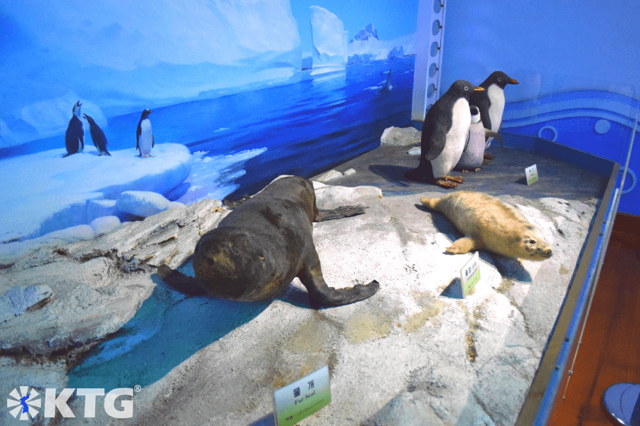 Modelos de animales marinos en el Delfinario de Rungna en Pyongyang capital de Corea del Norte. Viaje organizado por KTG Tours