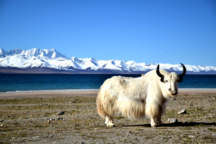 Tibetan Yak at Namtso lake in Tibet, China