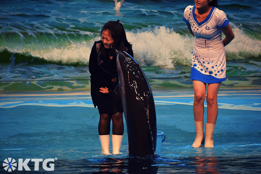 North Korean guide kissed by a doplhin at the Rungna dolphinarium in Pyongyang, North Korea. DPRK trip arranged by KTG Tours.