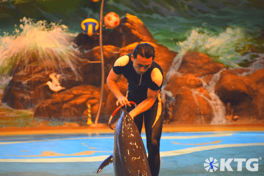 Dolphin trainer at the Rungna dolphinarium in Pyongyang, North Korea. DPRK trip arranged by KTG Tours.