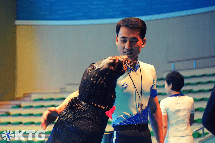 North Korean seal at the Rungna dolphinarium in Pyongyang, North Korea. DPRK trip arranged by KTG Tours. North Korean seals can be found in the east coast and far northeastern coast of the DPRK i.e. in Rason. We arrange boat trips were you can see seals in Rajin in North Korea