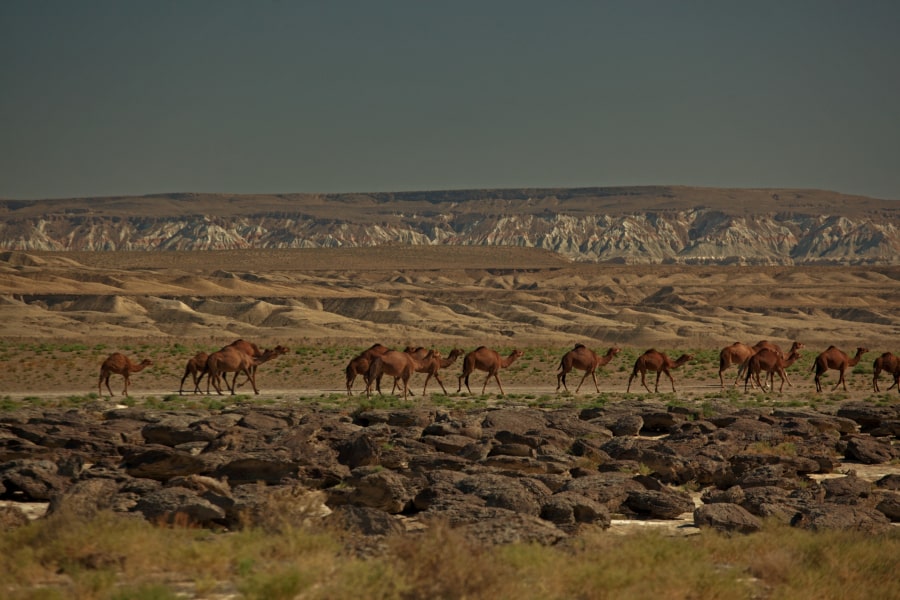 Camellos en el Desierto de Karakum, Turkmenistán