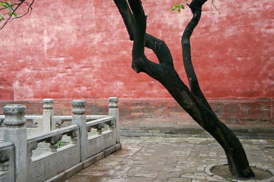 arbol en la ciudad prohibida, Pekin, Beijing, China