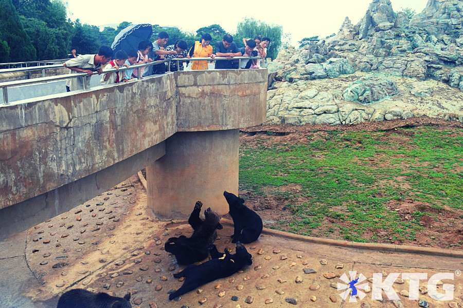 Ours au zoo de Pyongyang en Corée du Nord. Bienvenue au zoo central de Corée! Visite organisée par KTG Tours