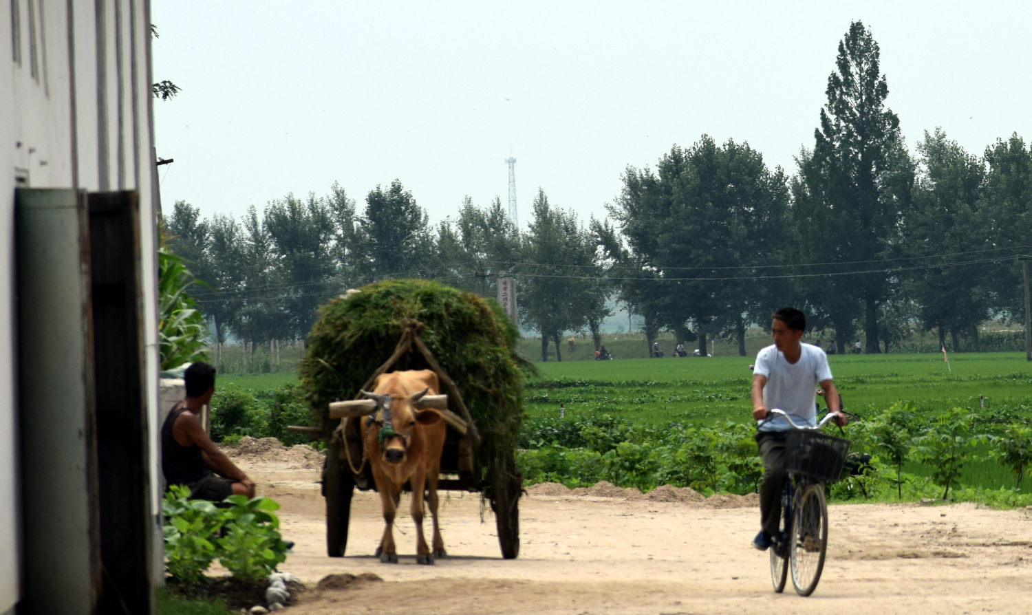 Granja cooperativa que visitamos en la costa este de Corea del Norte