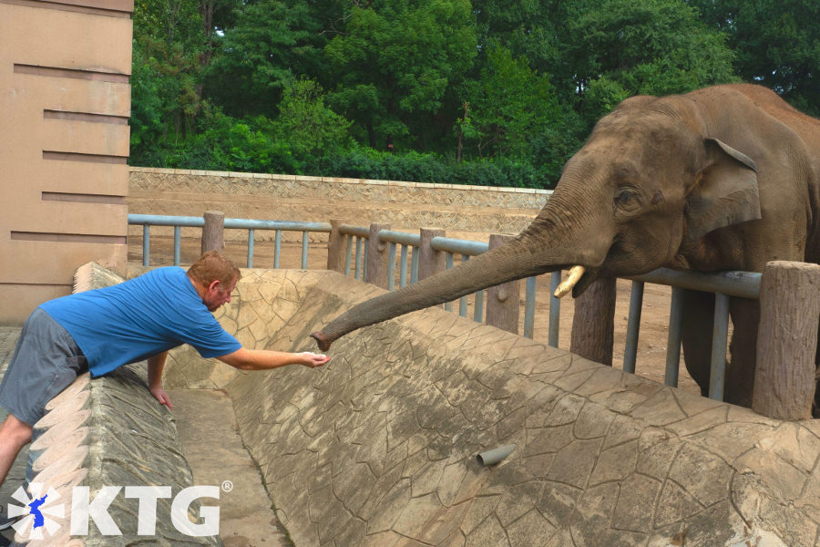 Voyageur occidental nourrissant un éléphant au zoo de Pyongyang. Le zoo central de Corée a été rénové en 2016. À l'origine, le président Ho Chi Minh a donné un éléphant au président Kim Il Sung, et les éléphants du zoo nord-coréen seraient les descendants de ce héros d'éléphant. Photo prise par KTG Tours