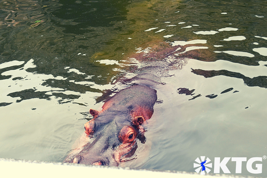 Hippo au zoo de Pyongyang. Les visiteurs peuvent se rapprocher des hippopotames au zoo de Corée centrale en Corée du Nord, en RPDC. Voyage organisé par KTG Tours.