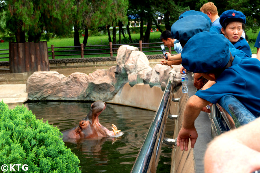 Hipopótamo en el Zoológico Central de Pyongyang en la capital de Corea del Norte, RPDC. Tour organizado por KTG Tours