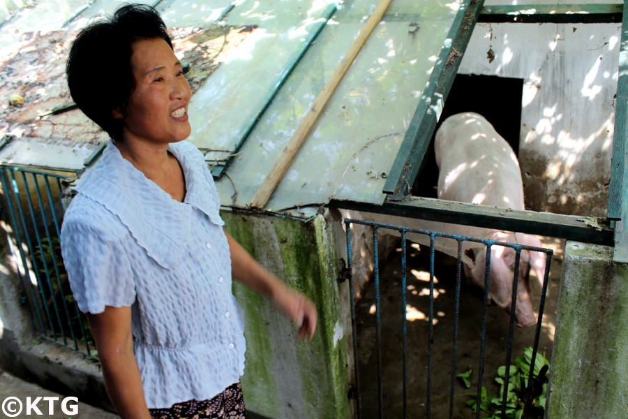 Pig at a cooperative farm near Nampo in North Korea (DPRK)