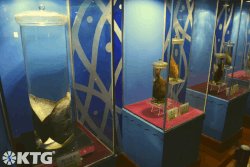 Museo en el delfinario Rungna en Corea del Norte