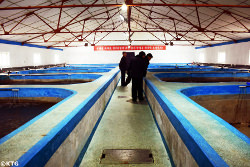 Salmon breeding fish farm in Sonbong, Rason, economic zone in North Korea bordering China and Russia