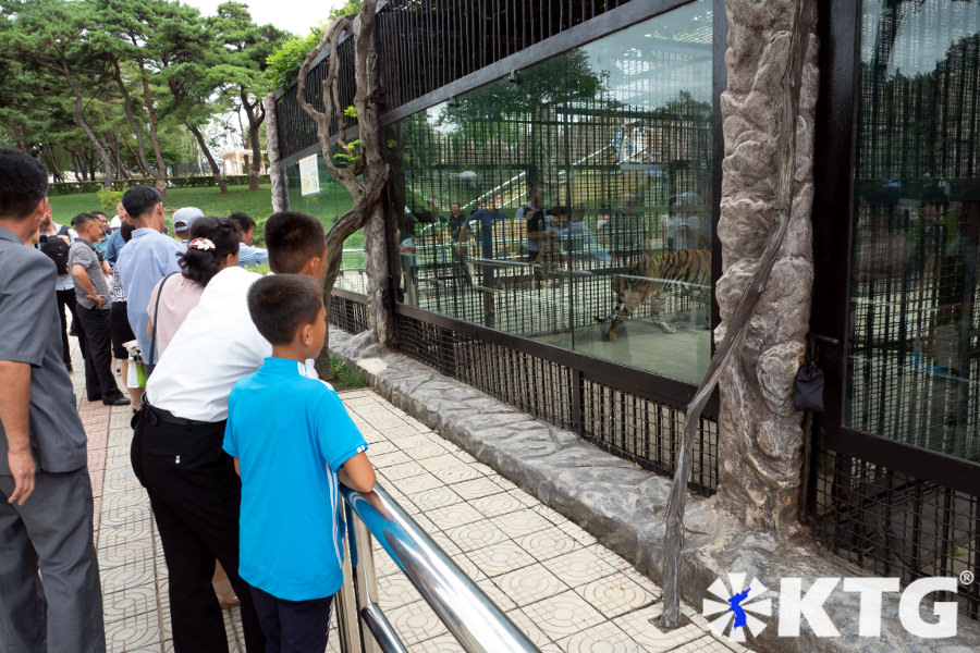 Norcoreanos mirando tigres en el zoológico de Pyongyang. El zoológico central de Corea tiene más de 760 especies de animales. Fotografía realizada por KTG Tours