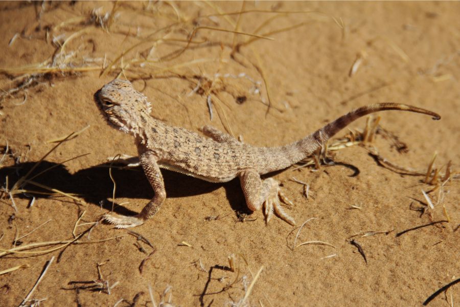 Lézard dans le désert du Turkménistan
