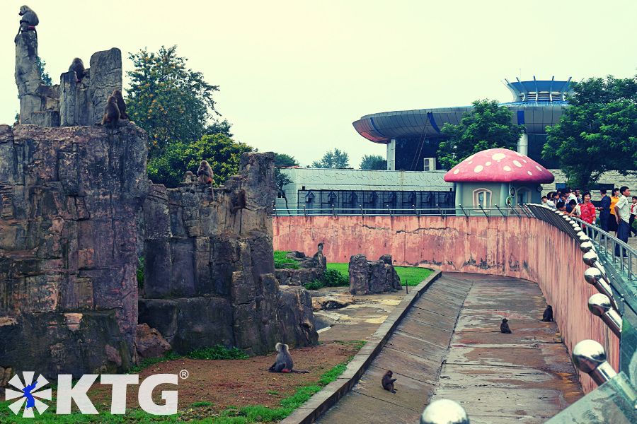 baboon monkeys at Pyongyang zoo in North Korea. Picture take by KTG Tours