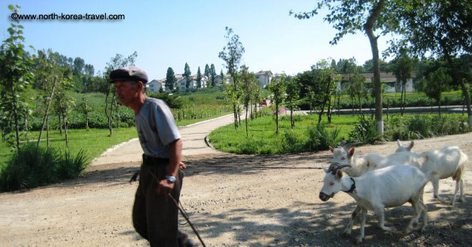 agriculteur en Corée du Nord