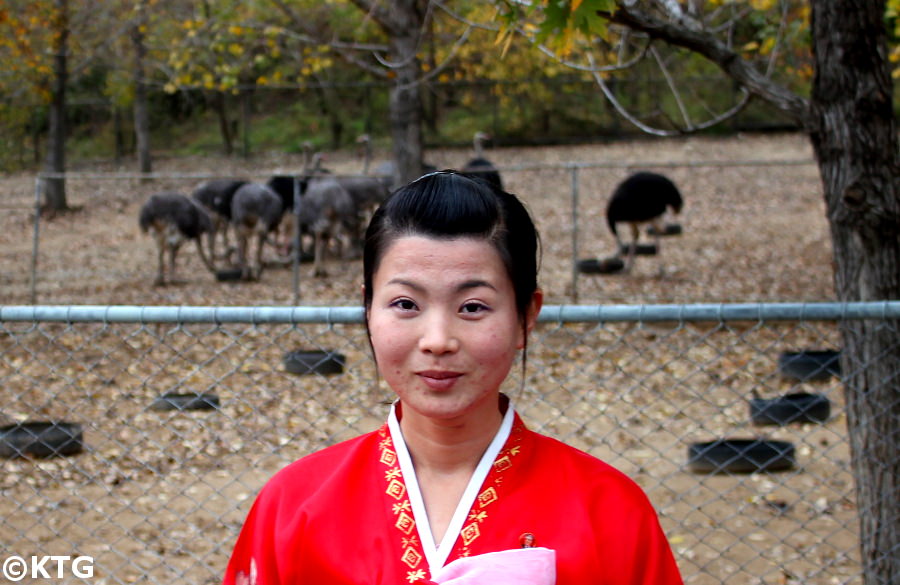 Ostrich farm in North Korea