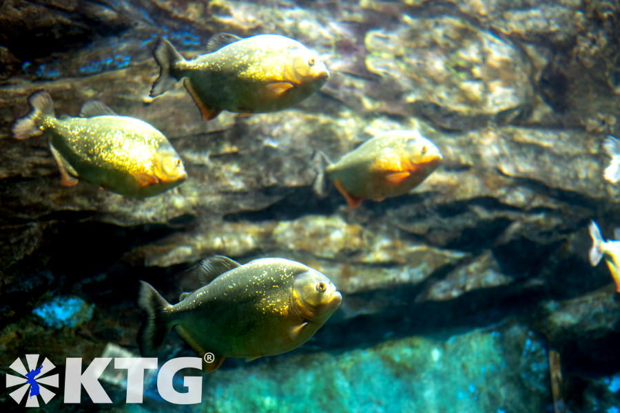 Piranhas at the aquarium of Pyongyang Zoo in North Korea. The official name of the zoo is Korea Central Zoo. Picture taken by KTG Tours