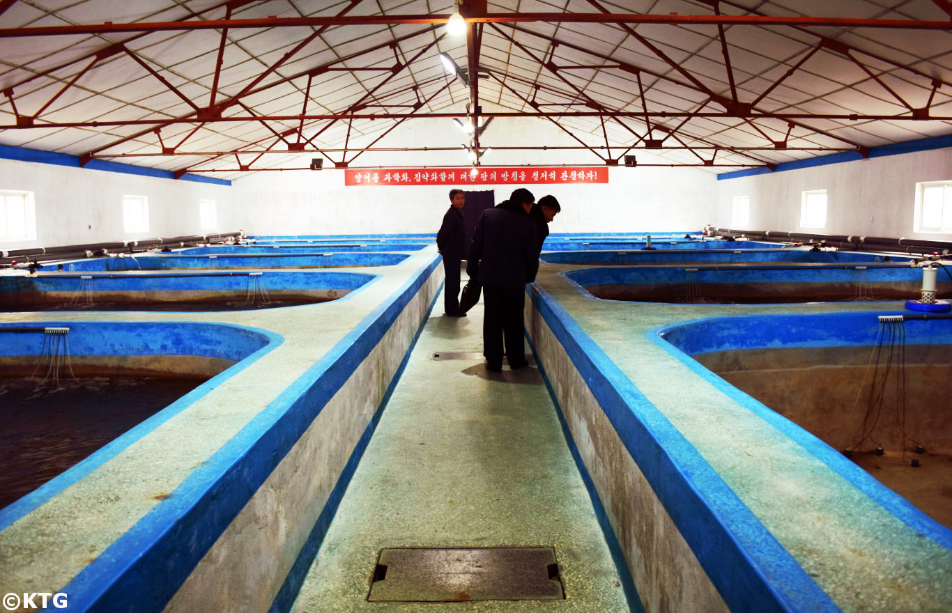 Des hommes Nord-Coréens observent le saumon dans une ferme piscicole à Rason, RPDC. Rason est la plus grande zone économique spéciale de Corée du Nord. Il se compose de la ville de Rajin et de la ville de Sonbong. Explorez cet endroit très spécial avec KTG Tours, les experts des voyages en Corée