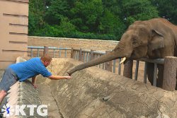 Viajero de KTG alimentando una elephany en el zoológico de Pyongyang