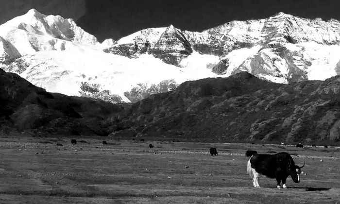 Yak in eastern Tibet, China