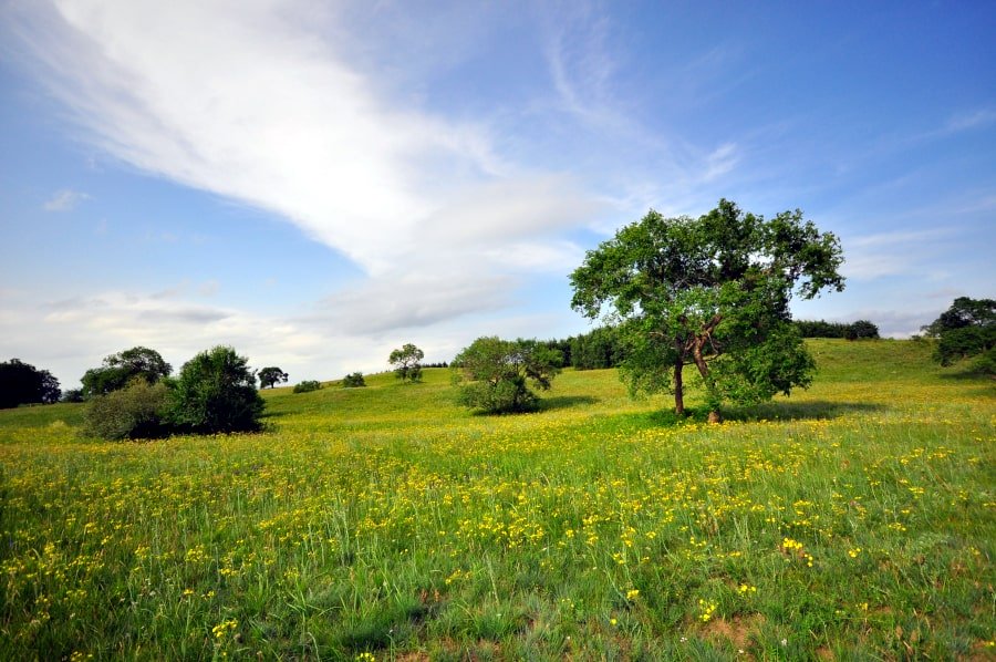 Flores amarillas en Mongolia Interior, China