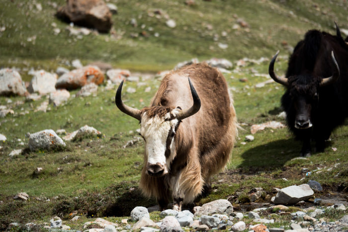 Yaks in the Himalayan mountains in Tibet, China